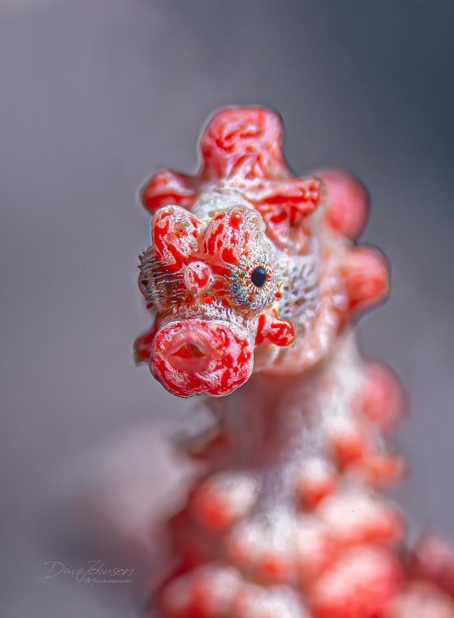 K2 Lembeh Dive Resort ビツン エクステリア 写真